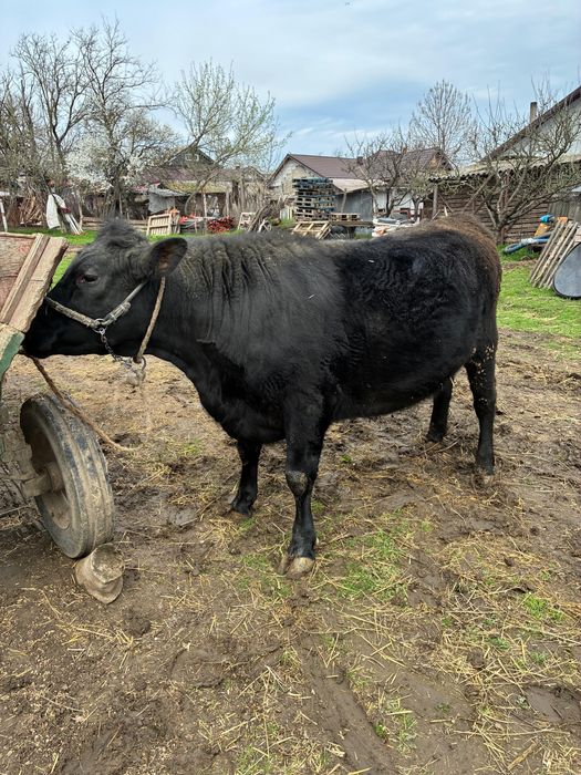 Angus pentru sacrificat