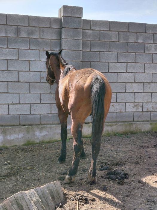 Продам жеребца.