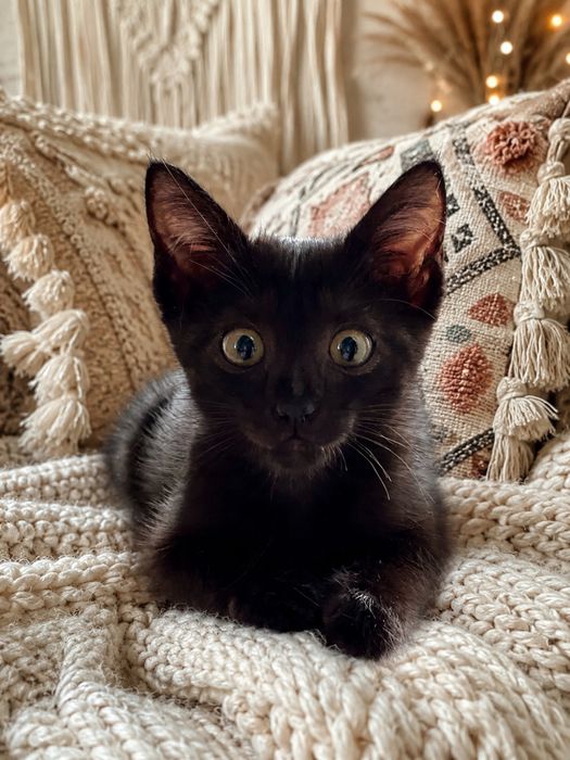 Кошечка Лилит ищет дом
