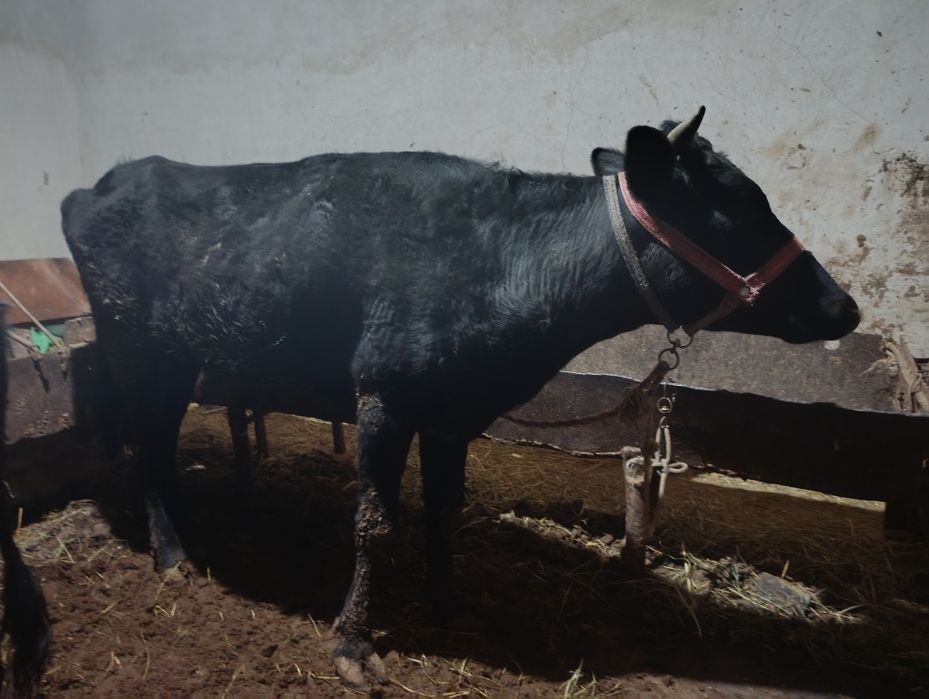 Gunojin sotiladi yeyishlari zor