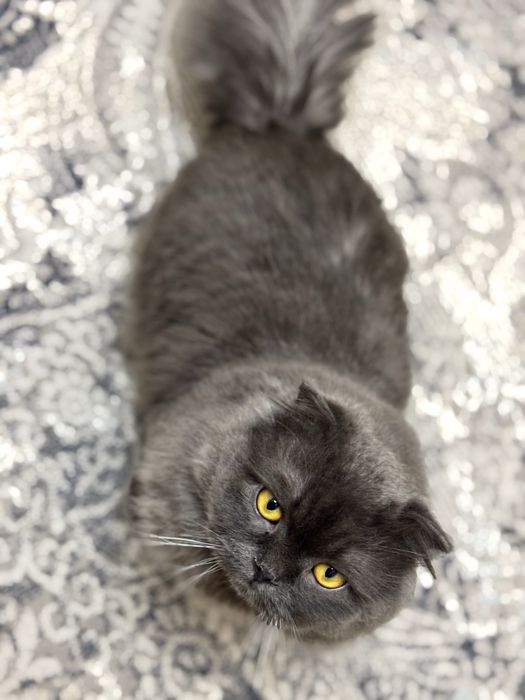 Самец, скоттиш страйт хайленд