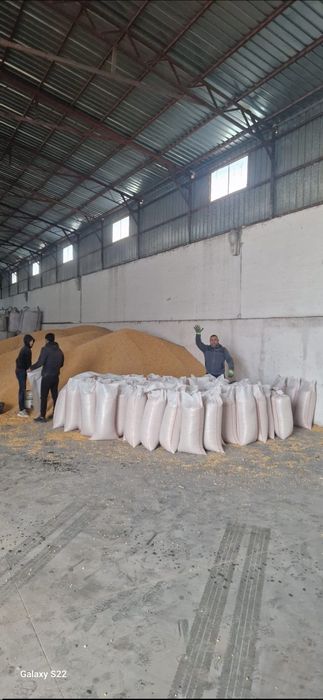 Porumb uscat cu utimitatea de 16 la sută cu livrare la domiciliu