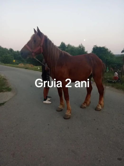 De vânzare mânz de 2 Ani învățat la cariță detalii la tel 0750616882