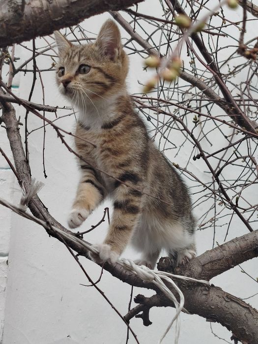 Отдам котенка в добрые руки