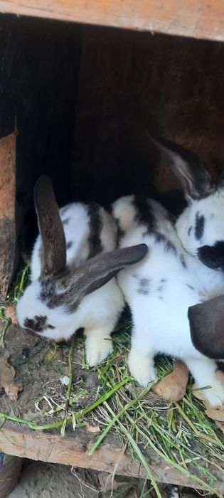 Pui iepure fluturas urias