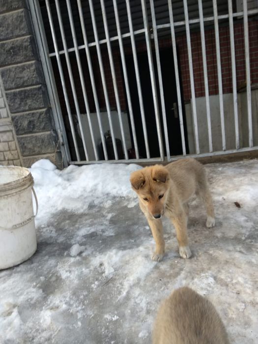 Щенки мальчик и девочка