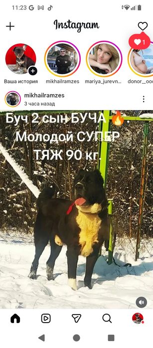 Шикарные щенки САО Алабай