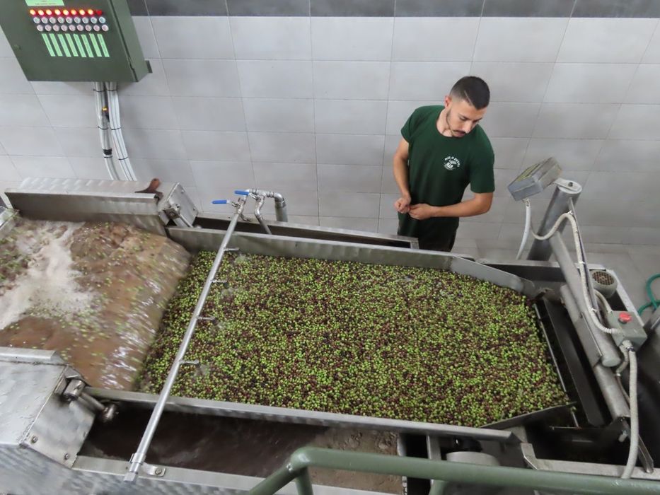 Ulei de măsline Grecia, brut, cu pulpă