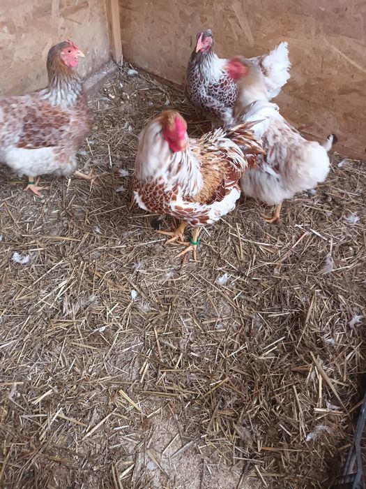 Gaini  wyandote sples