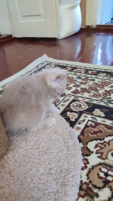 Отдам кота в хорошие руки