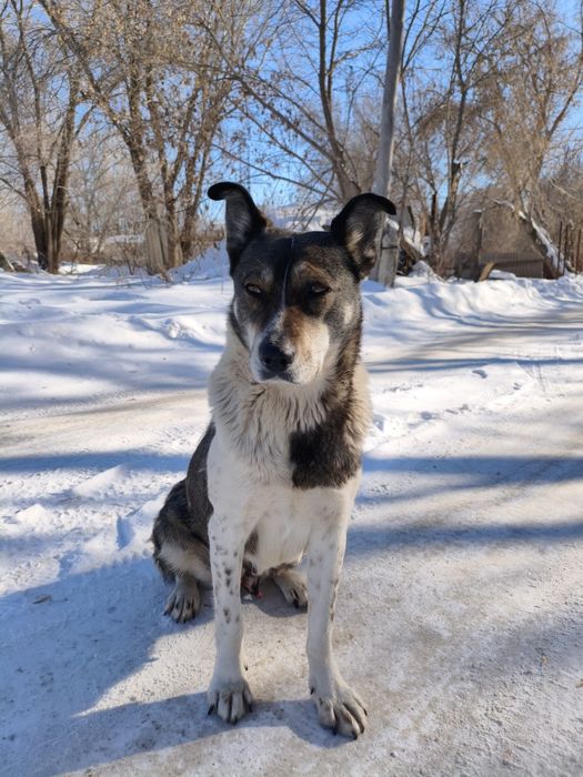 После паводка прибилась к дому собака.