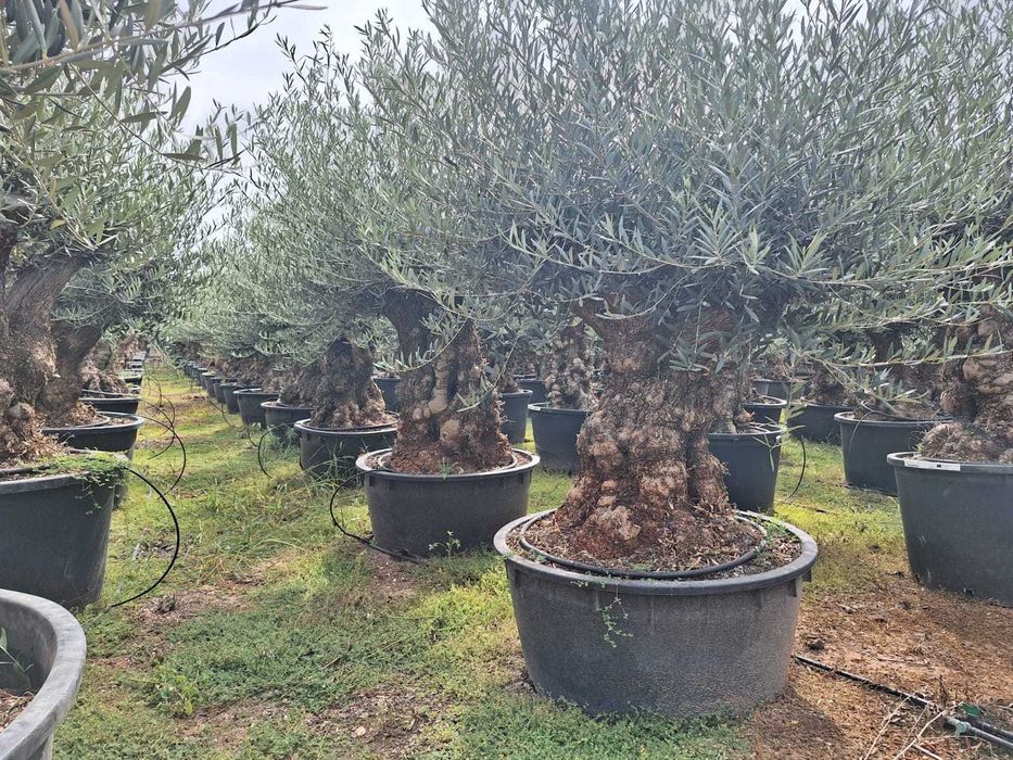 Maslini seculari bonsai si free style rezistenti la frig