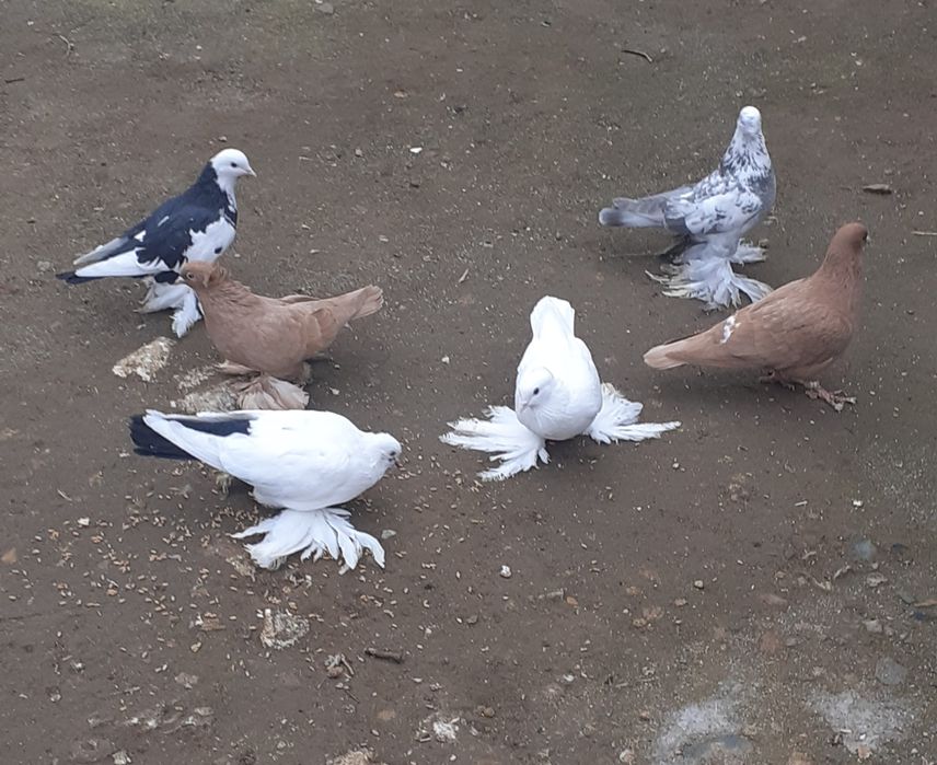 Продам домашних голубей