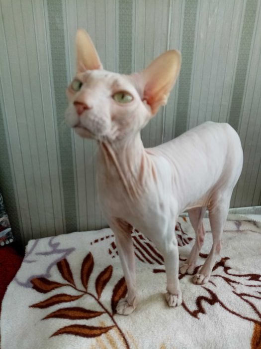 Потерялся кот-сфинкс