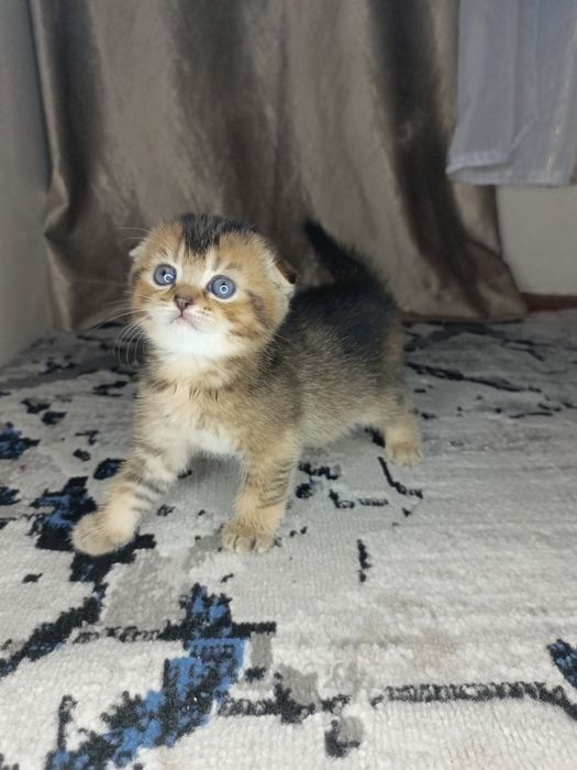 Вислоухие котята