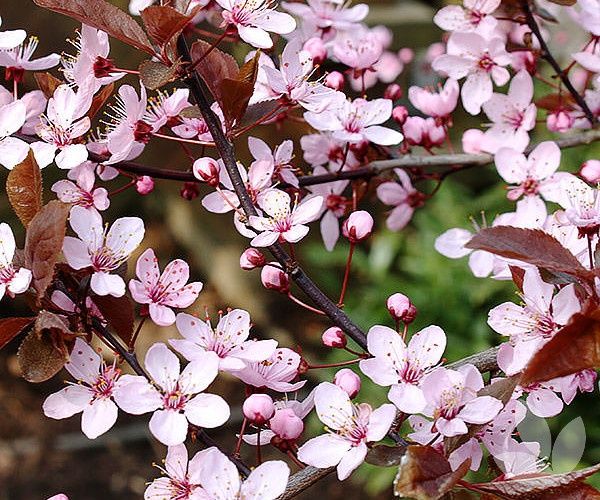 Prunus Cersifera Nigra la ghiveci