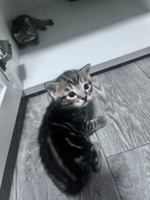 Отдам котят даром