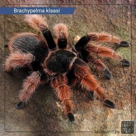 Паук блахипельма клааси