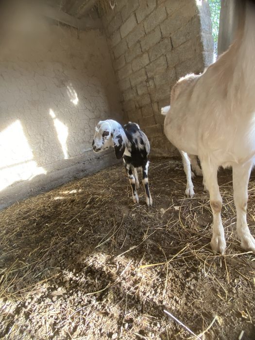 Орыс ешкілері сатылады бірінші тума екі үш айда және туады келісіп бер
