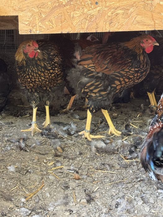 Cocosi wyandotte si araucana