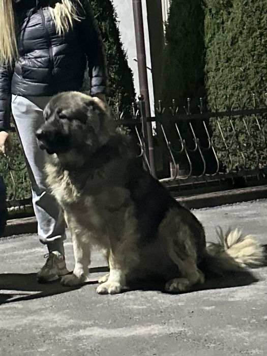 Кабель для случки.