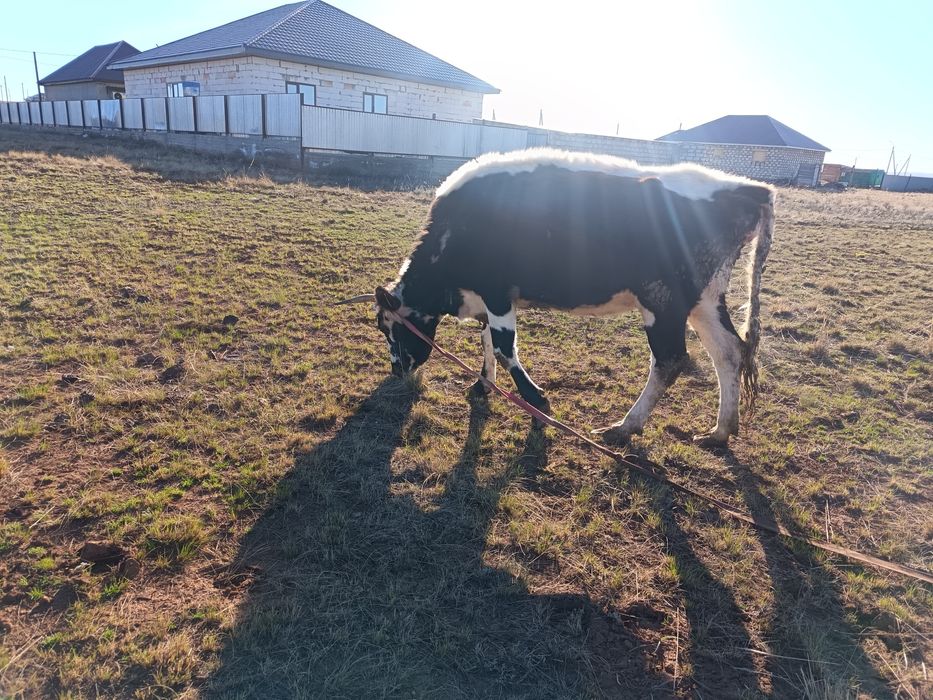 Продам корову 450000