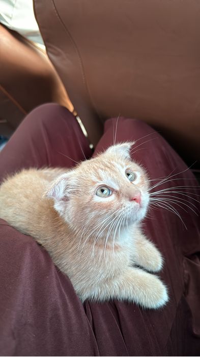 Котята девочка пародистый