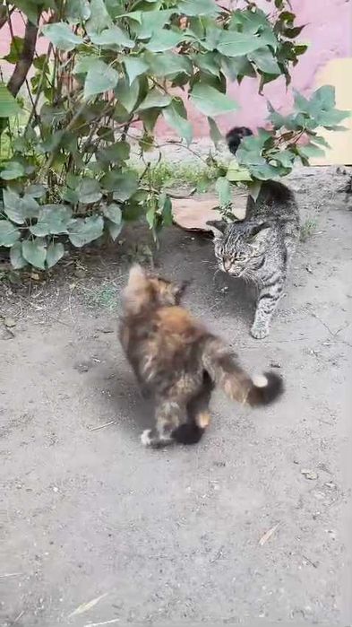 Котятам нужен дом! Срочно!
