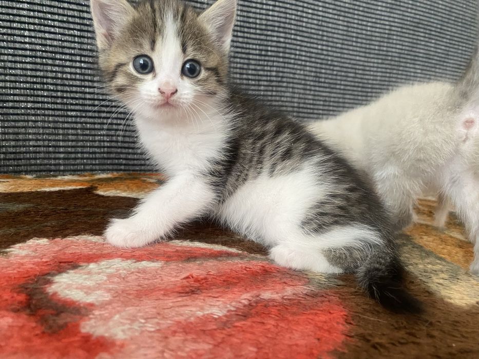 Отдам котят в добрые руки