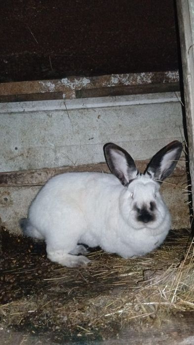 Disponibili iepuri diverse rase