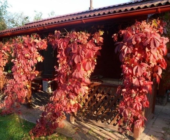 Девичий виноградик кучати, саженцы  kuchati