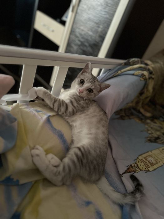 Отдам в добрые руки срочно