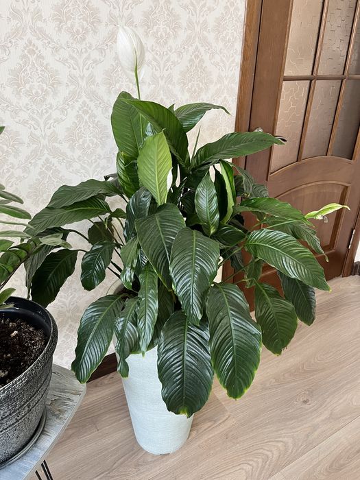 Комнатные цветы