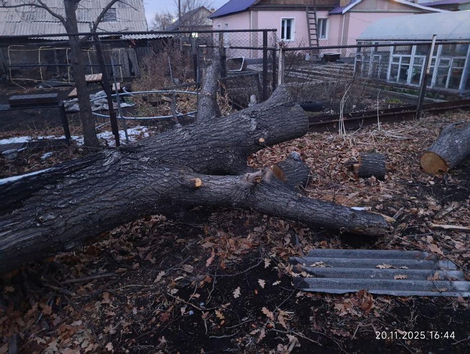 Древесина дуба..