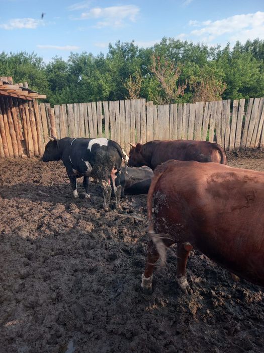 Продам быков с откорма оптом