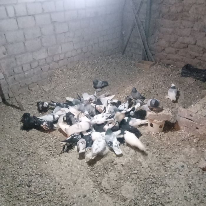 Продам домашних голубей.