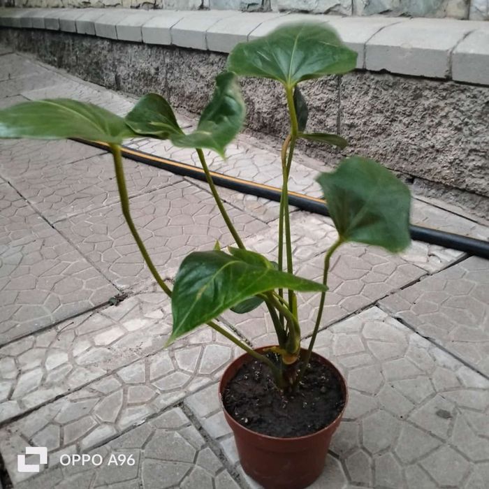 Цветы комнатные разные