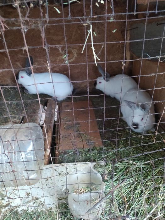 Продам кроликов.