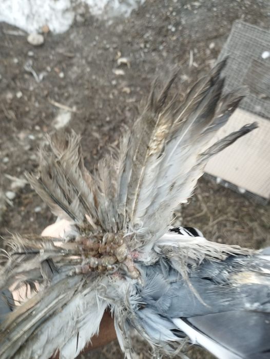 Продам самца голубя