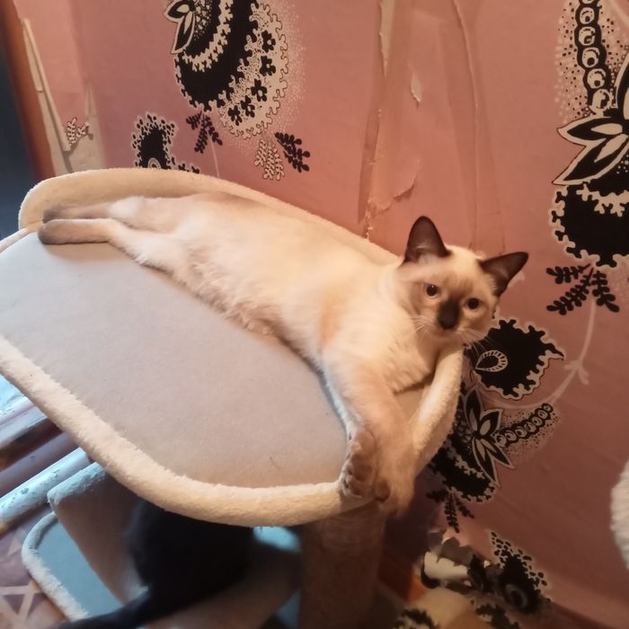 Отдам котика в надёжные добрые руки.