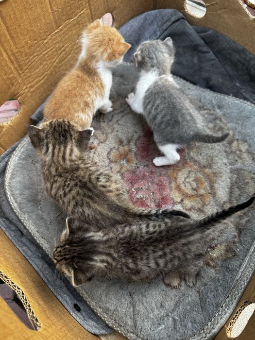 Отдам кошечку и 4 котята