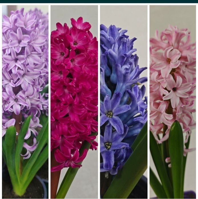 Гиацинты , оптом и в розницу