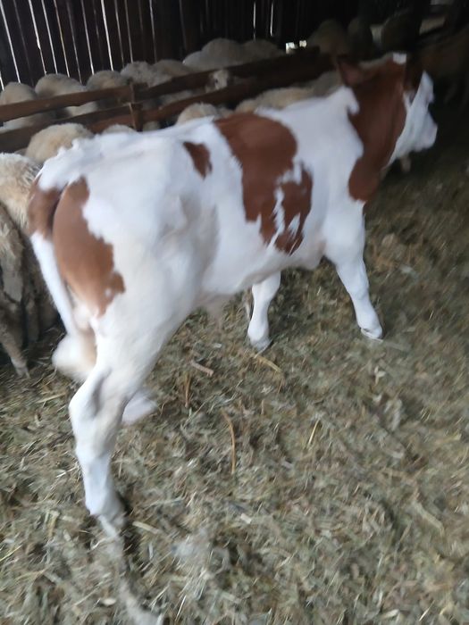 De vanzare vitel 4 saptamani