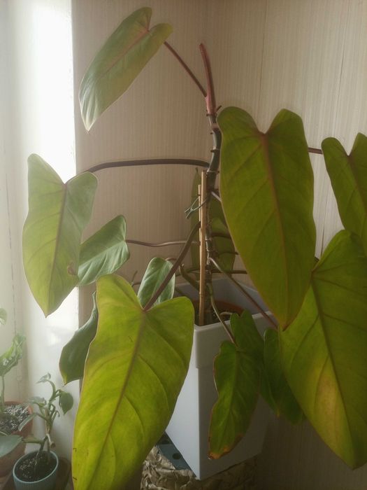 В продаже комнатные растения