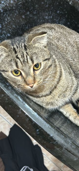 Отдам кота в добрые руки