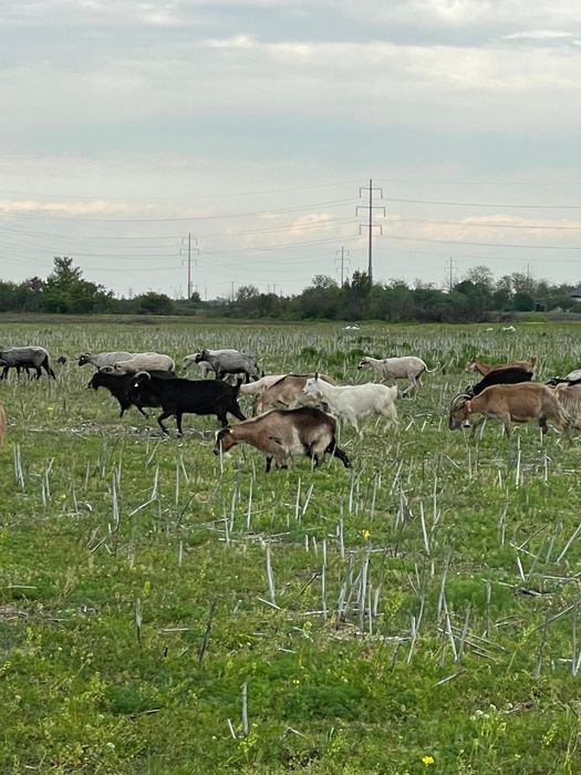 Vand 5 capre  grase bune pentru sacrificare sau de tinut