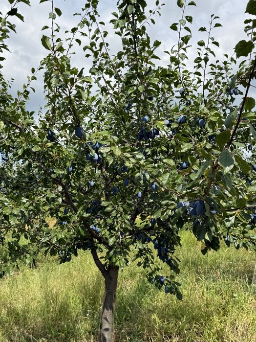 Prune De Vanzare