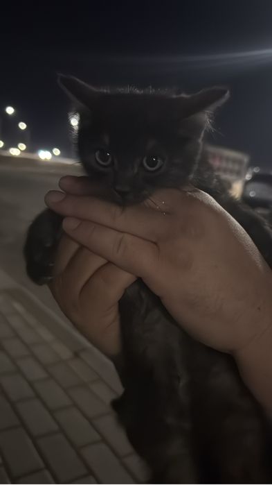 Кошечка в добрые руки