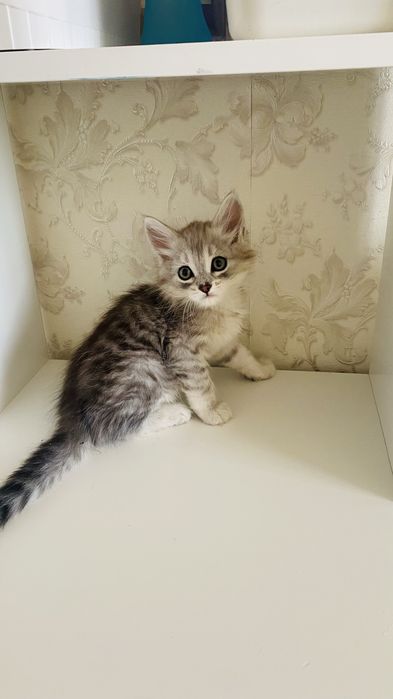 Продам котенка 1,5 месяца