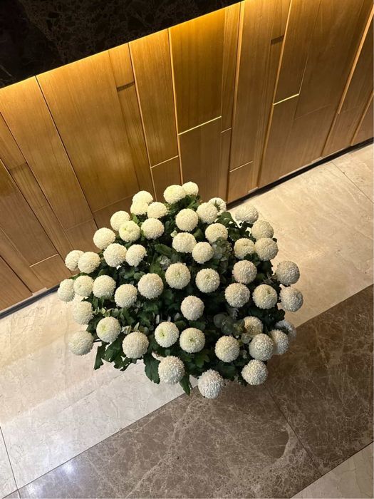 Белые помпонные хризантемы